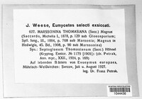 Marssonina thomasiana image